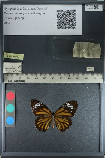 Media type: image;   Entomology 165783